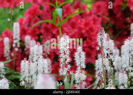 Fiore di foglia di cuore bianco in fiore. Foto Stock