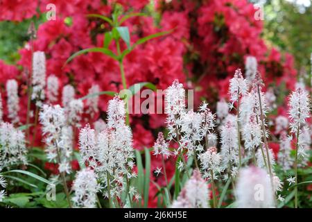 Fiore di foglia di cuore bianco in fiore. Foto Stock