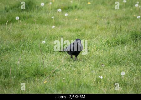 Corvo comune (Corvus Corax) cerca insetti e vermi in verde lussureggiante prato erba Foto Stock