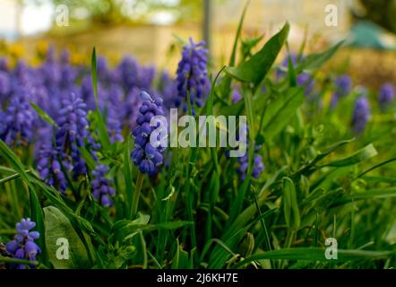 Giacinto di uva armena, Muscari armeniacum, fiori blu in densi grappoli a distanza ravvicinata Foto Stock