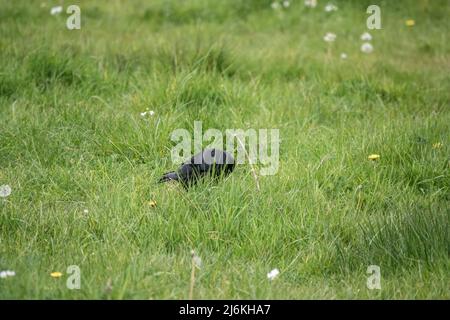 Corvo comune (Corvus Corax) cerca insetti e vermi in verde lussureggiante prato erba Foto Stock