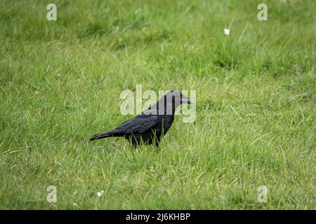 Corvo comune (Corvus Corax) cerca insetti e vermi in verde lussureggiante prato erba Foto Stock