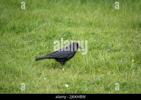 Corvo comune (Corvus Corax) cerca insetti e vermi in verde lussureggiante prato erba Foto Stock