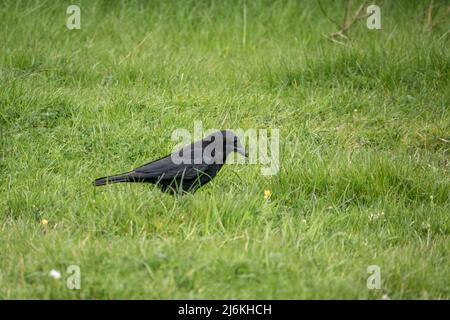 Corvo comune (Corvus Corax) cerca insetti e vermi in verde lussureggiante prato erba Foto Stock