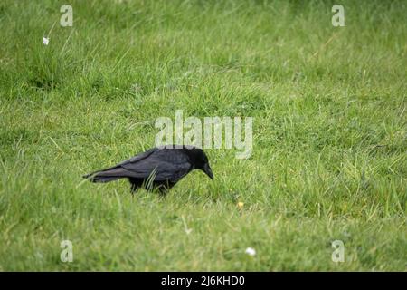 Corvo comune (Corvus Corax) cerca insetti e vermi in verde lussureggiante prato erba Foto Stock