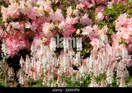 Fiore di foglia di cuore bianco in fiore. Foto Stock