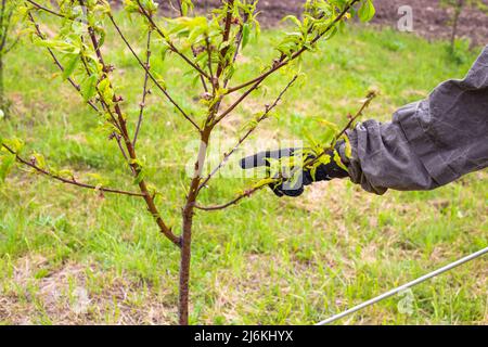 Un agricoltore punta un dito su una pianta malata, spruzzando alberi da frutto giovani da parassiti e malattie. Cura del giardino. Foto Stock