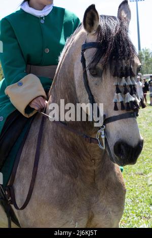 Un pilota che guida un bellissimo e speciale cavallo marrone Foto Stock