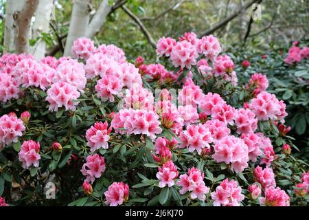 Rododendro rosa e bianco 'Hydon Dawn' in fiore Foto Stock