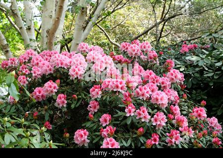 Rododendro rosa e bianco 'Hydon Dawn' in fiore Foto Stock