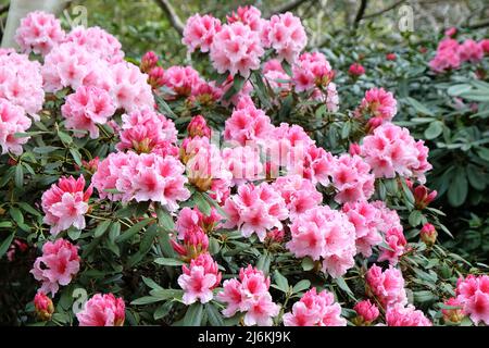 Rododendro rosa e bianco 'Hydon Dawn' in fiore Foto Stock
