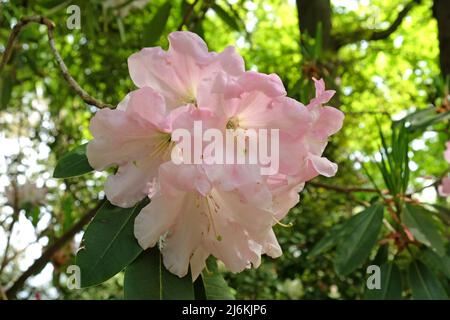 Rosa pallido Rhodendron 'Loderi pazienza' in fiore. Foto Stock