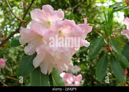 Rosa pallido Rhodendron 'Loderi pazienza' in fiore. Foto Stock