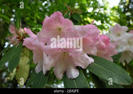 Rosa pallido Rhodendron 'Loderi pazienza' in fiore. Foto Stock