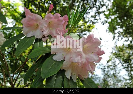 Rosa pallido Rhodendron 'Loderi pazienza' in fiore. Foto Stock