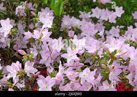 Rododendro rosa pallido 'mucronatum' in fiore. Foto Stock