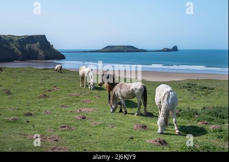 Pony gallesi di montagna, pascolo sopra la spiaggia di Rhossili nel Galles del Sud Gower Foto Stock