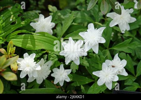 Bianco doppio legno anemone Ô VestalÕ in fiore Foto Stock