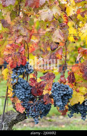 Uve Blu Cabernet Moravia in vigna d'autunno, Moravia meridionale, Repubblica Ceca Foto Stock