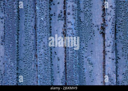 Sfondo di legno blu con vernice incrinata. Tavole di legno goffrate con i resti di vecchia vernice. Trama di una recinzione di legno primo piano. Foto Stock