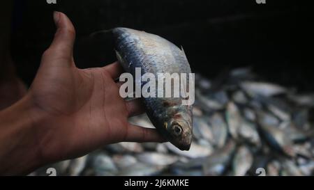 salvador, bahia, brasile - 30 aprile 2022: Pesce di sardina in vendita alla fiera di Sao Joaquim nella città di Salvador. Foto Stock