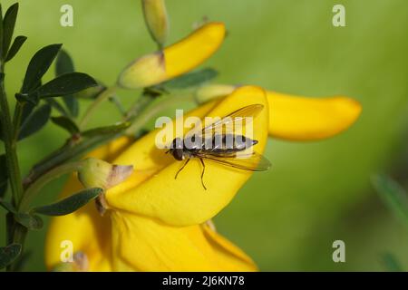 Hoverfly femmina Meliscaeva auricollis, hoverflies di famiglia (Syrphidae) su un fiore di Cytissus scoparius (syn. Sarothamnus scoparius), scopa comune Foto Stock