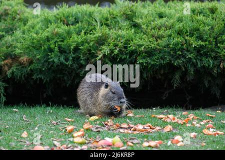 Muskrat mangia un pezzo di carota seduto su un prato verde in un parco cittadino Foto Stock