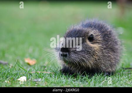 Muskrat mangia un pezzo di carota seduto su un prato verde in un parco cittadino Foto Stock