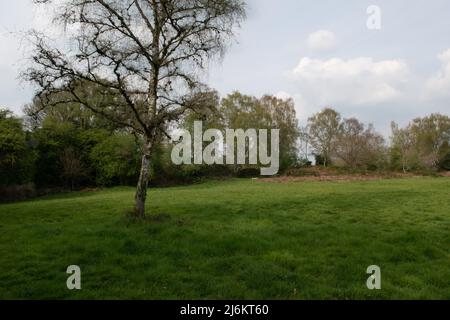 Silver Birch, Bury Hill Fort, Winterbourne, South Gloucestershire, Inghilterra, REGNO UNITO Foto Stock