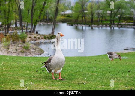 Bella passeggiata di oche perigord su un prato verde in estate in un parco. Prato verde e laghetto sullo sfondo. Foto Stock