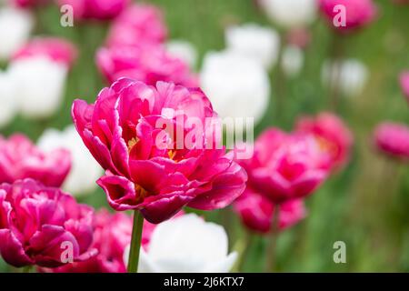 Primo piano di molti tulipani a colori misti in fiore in giardino. Sfondo sfocato. Foto Stock