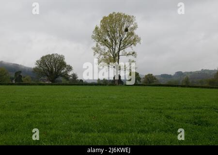 Black Poplar Tree, vicino a Boughrood nella valle di Wye, Powys, Galles. Foto Stock