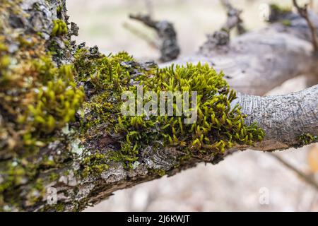 Ramo di albero cresciuto con muschio. Ravvicinato texture muschio Foto Stock