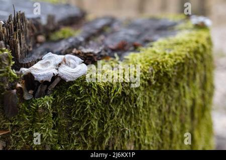 Il moncone è cresciuto con muschio. Ci sono funghi che crescono sul bellissimo ceppo. Primo piano di un albero con muschio tagliato Foto Stock