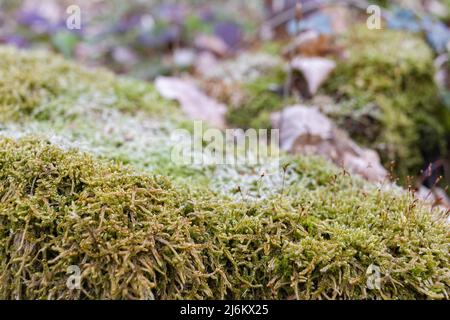 Il moncone è cresciuto con muschio. Ci sono funghi che crescono sul bellissimo ceppo. Primo piano di un albero con muschio tagliato Foto Stock