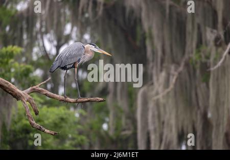 Ottimo airone blu a caccia/pesca di serpenti e pesci in Florida Foto Stock