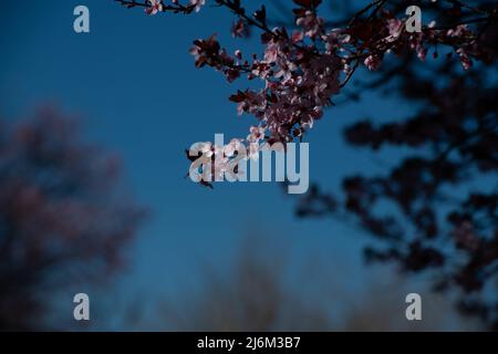 close up of pink blossoms of cherry tree branches in spring in Santa Fe New Mexico against blue sky horizontal format gardening or blooming trees back Foto Stock