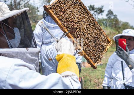 Un apicoltore con una cornice di nido d'ape mentre un altro lo sta filmando con un telefono delle cellule nel campo Foto Stock
