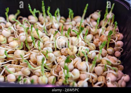 I piselli viola micro-verdi germogliano in un vassoio o in un contenitore sotto la lampada Foto Stock