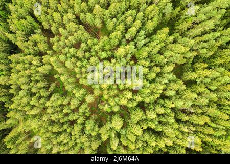 Vista aerea della pineta verde con canopie di alberi di abete nelle montagne estive Foto Stock