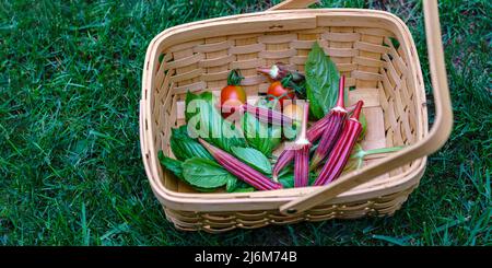 Panorama Orto biologico, erbe, pomodori a telaio, Solanum lycopersicum, Jing arancio okra Abelmoschus esculentus, basilico, Ocimum basilicum Foto Stock