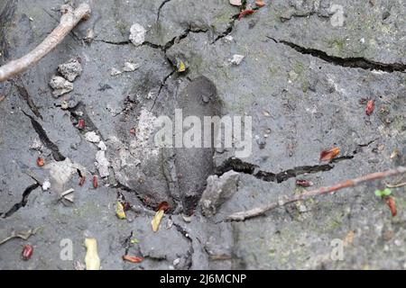 la zampa di cervo stampa nella sporcizia impronte animali selvatici Foto Stock