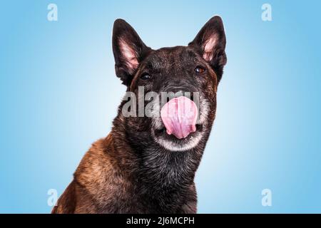 malinois cane pastore belga attacca lingua lecca il suo braciole ritratto divertente blu Foto Stock