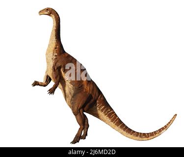 Plateosaurus, dinosauro bipedale dal 214 a 204 milioni di anni fa, isolato su sfondo bianco Foto Stock