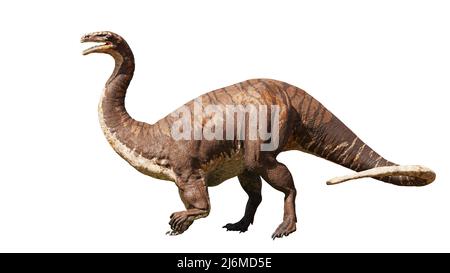 Plateosaurus, dinosauro dell'epoca tardo-triassica, isolato su sfondo bianco Foto Stock