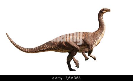 Plateosaurus, dinosauro del tardo Triassico, isolato su sfondo bianco Foto Stock