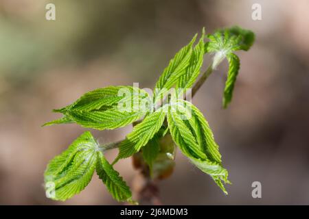 castagno verde primavera foglie germogli primo piano fuoco selettivo Foto Stock