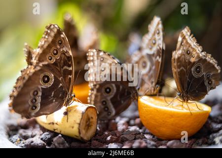 Un gregge di farfalle di Owl che si nutrono su mezzo arancio, su sfondo bokeh Foto Stock