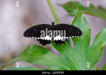 Primo piano di un maschio Common Mormon farfalla giacente su foglie verdi con le sue ali sparse Foto Stock