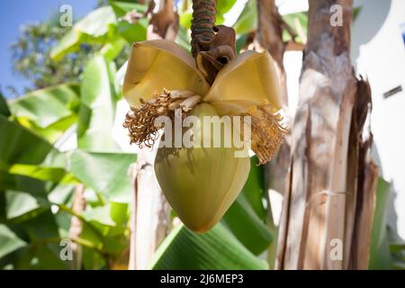 Banana fiore palma appeso. Un grande fiore giallo Foto Stock